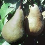 Fruit Pear Bosc