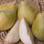 Fruit Pear Moonglow