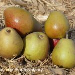 Fruit Pear Seckel