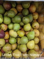 Fruit Pear Seckel - Image 2