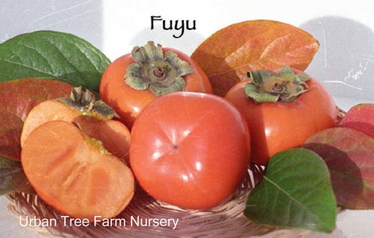 Fruit Persimmon Fuyu Jiro a