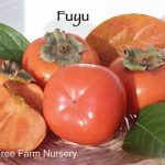 Fruit Persimmon Fuyu (Jiro)