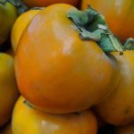 Fruit Persimmon Hachiya