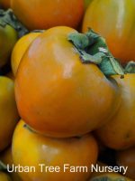 Fruit Persimmon Hachiya