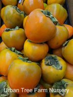 Fruit Persimmon Hachiya - Image 3