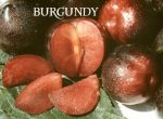 Fruit Plum Burgundy