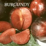 Fruit Plum Burgundy