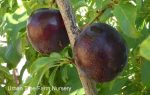 Fruit Plum Burgundy - Image 4