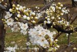 Fruit Plum Burgundy - Image 5