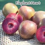 Fruit Plum Elephant Heart