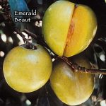 Fruit Plum Emerald Beauty