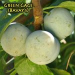 Fruit Prune Green Gage (Bavays) - Image 2