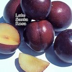 Fruit Plum Santa Rosa LATE
