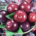 Fruit Plum Santa Rosa Weeping