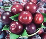 Fruit Plum Santa Rosa Weeping - Image 4