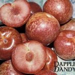 Fruit Pluot Dapple Dandy
