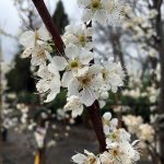 Fruit Pluot Flavor Queen