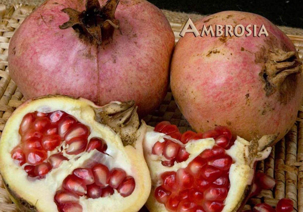 Fruit Pomegranate Ambrosia