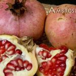 Fruit Pomegranate Ambrosia