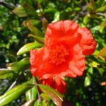 Fruit Pomegranate Wonderful TRELLIS