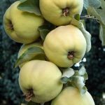 Fruit Quince Pineapple