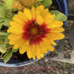 Gaillardia aristata 'Spintop Red Starburst'