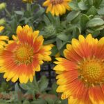 Gaillardia grandiflora 'Arizona Apricot'