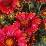 Gaillardia grandiflora 'Arizona Red Shades'