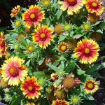 Gaillardia grandiflora 'Arizona Sun'