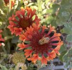 Gaillardia grandiflora 'Fanfare Blaze'
