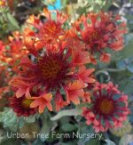 Gaillardia grandiflora 'Fanfare Blaze' - Image 2