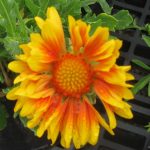 Gaillardia grandiflora 'Oranges & Lemons'