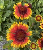 Gaillardia grandiflora 'Sunset Halo'
