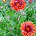 Gaillardia grandiflora 'Tizzy'