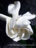 Gardenia jasminoides 'August Beauty' STD - Image 2