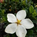 Gardenia jasminoides 'Kleim's Hardy'