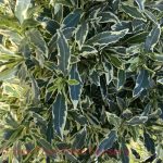 Gardenia jasminoides 'Radicans Variegated'
