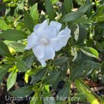 Gardenia jasminoides 'Radicans'