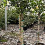 Gardenia jasminoides 'Veitchii' STD