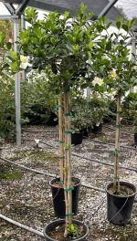 Gardenia jasminoides 'Veitchii' STD