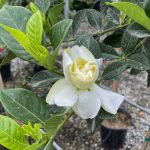 Gardenia jasminoides 'Veitchii' STD - Image 2