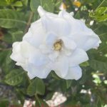 Gardenia jasminoides 'Veitchii