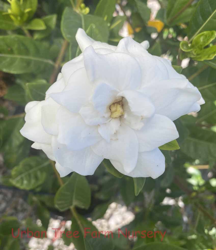 Gardenia-jasminoides-Veitchii-a Gardenia jasminoides 'Veitchii - Image 1