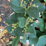 Gaultheria shallon
