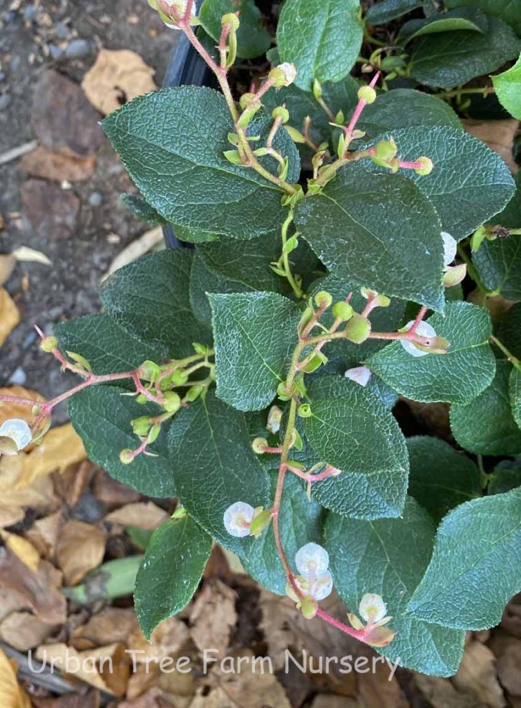 Shallon Spring Gaultheria shallon | Urban Tree Farm Nursery