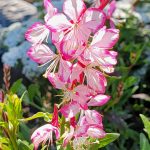 Gaura lindheimeri 'Rosyjane'