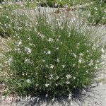 Gaura lindheimeri 'Whirling Butterflies'