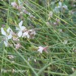 Gaura lindheimeri 'White'