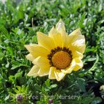Gazania 'BIG Kiss White'