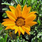 Gazania 'BIG Kiss Yellow'